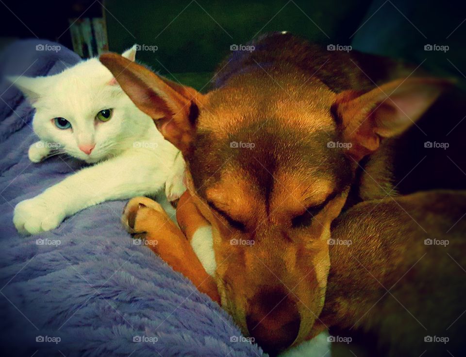 Paris and Laynie snuggling. Paris has bat ears in this pic. Their ears match.