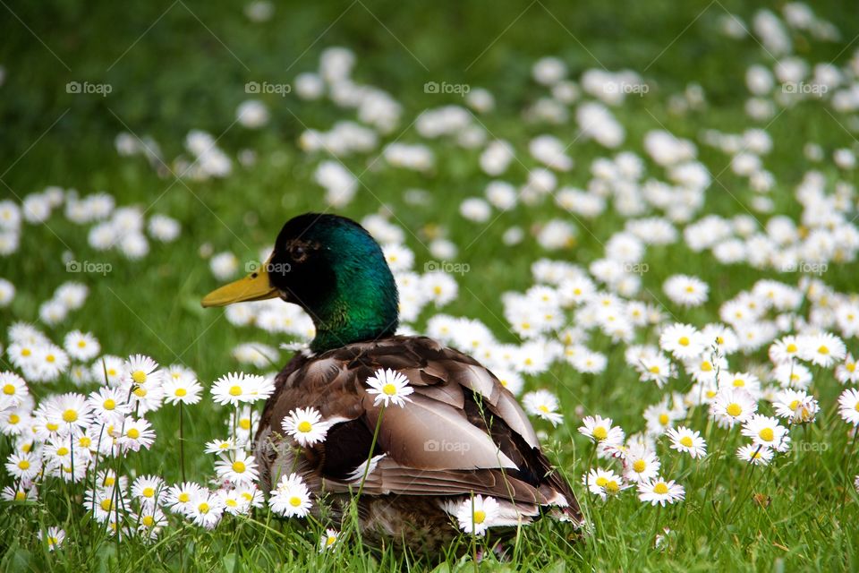 Duck and flowers