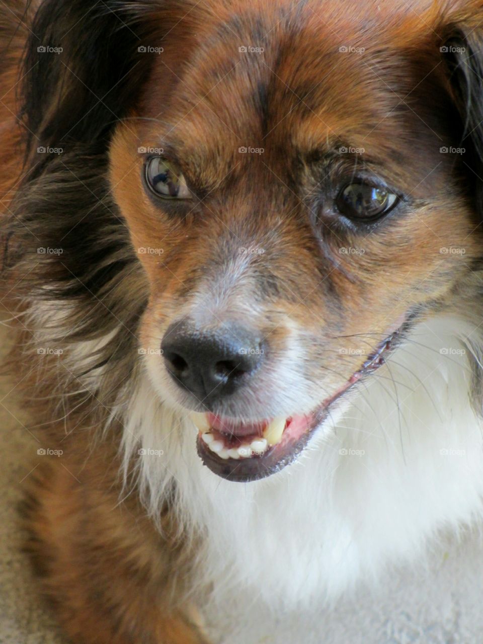 close up dog's face