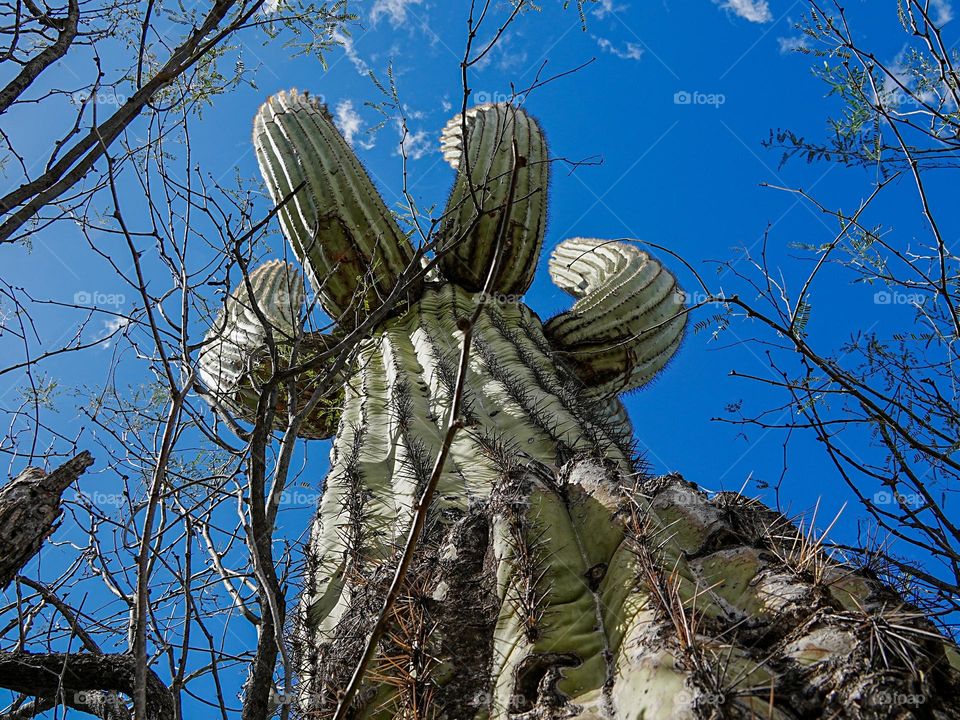 A massive Saguaro stretches several meters into the sky in the Arizona desert