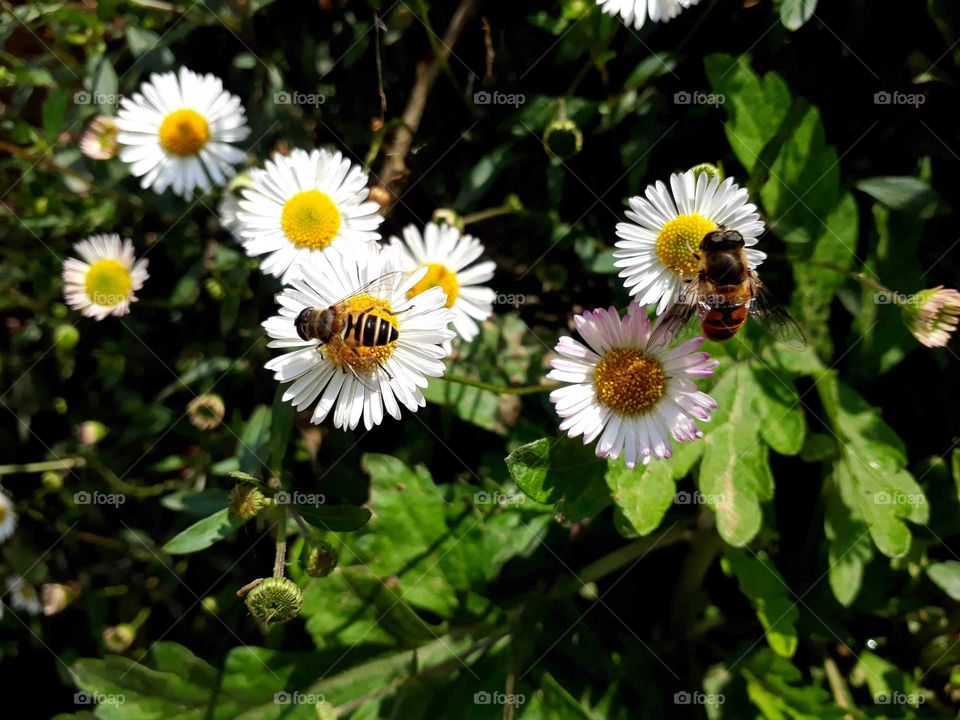 Honeybees perching on my wild fuzzweed