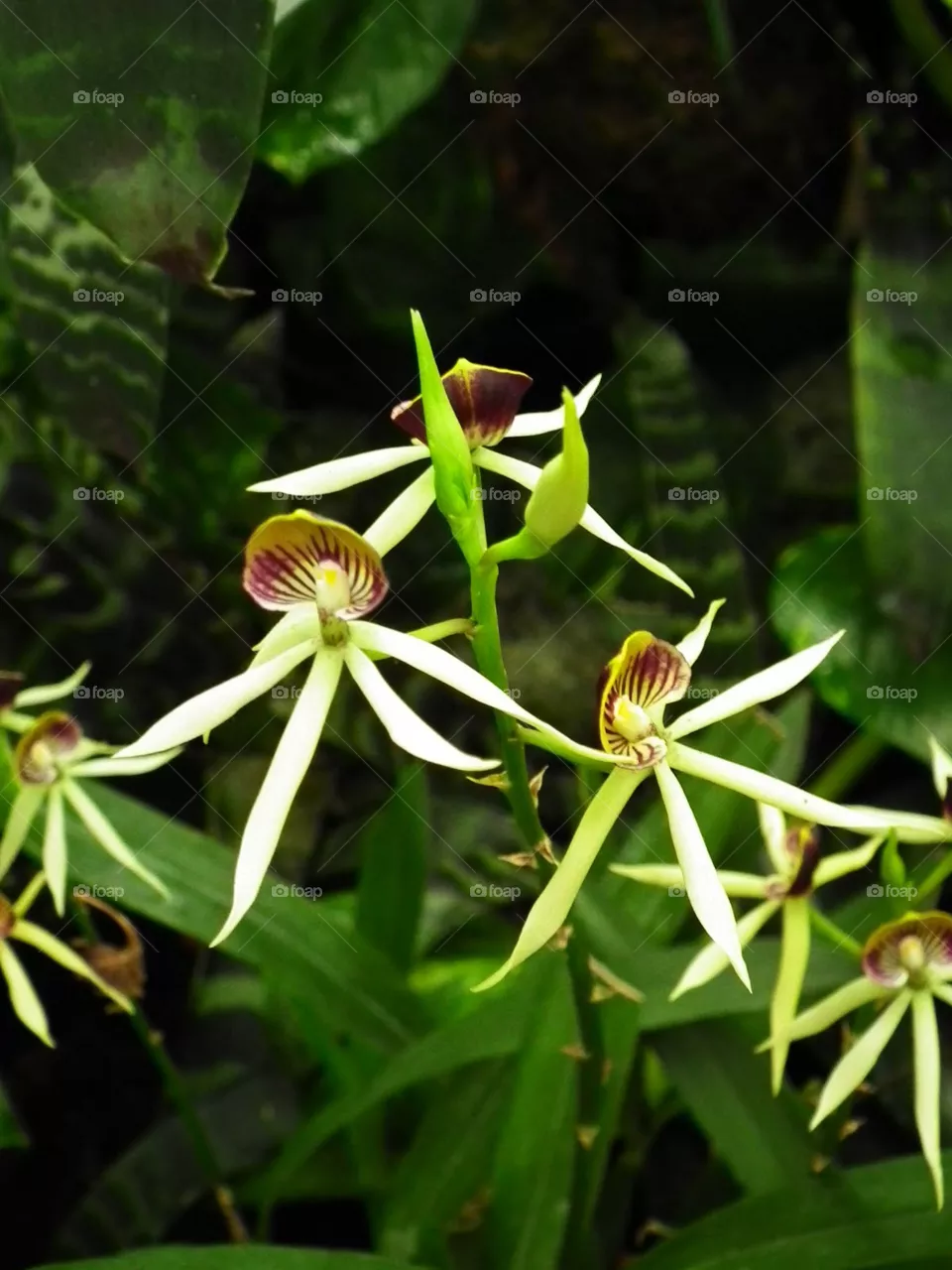 orchid