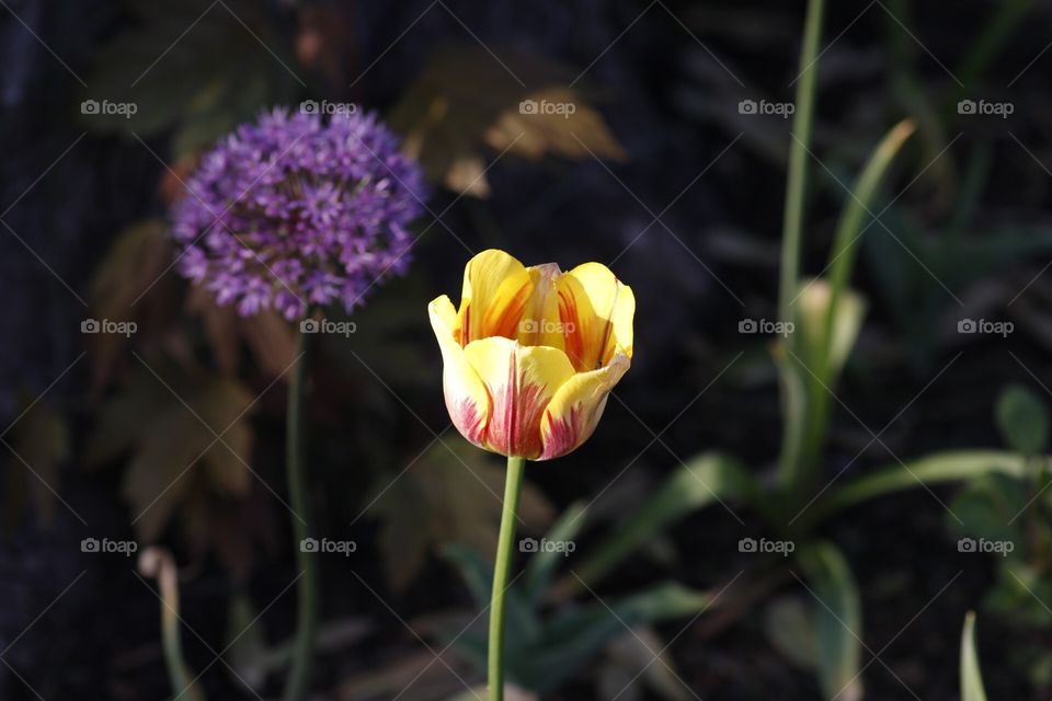 Tulip