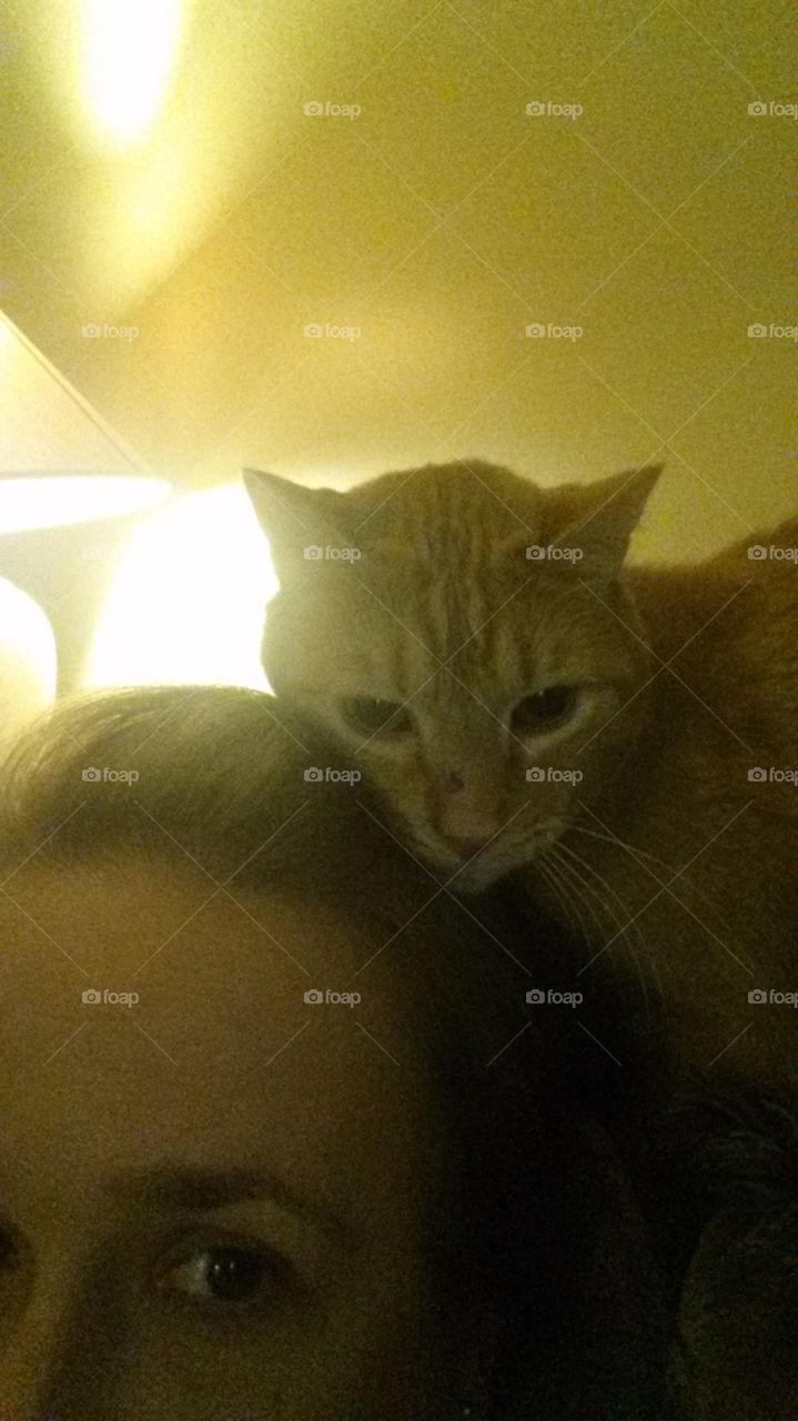 cat on head