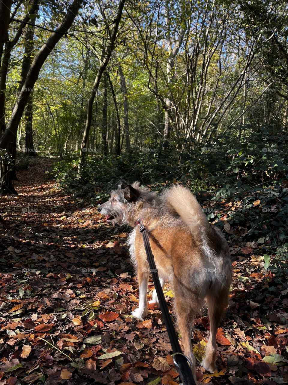 Woodland dog walk with my rescue dog 