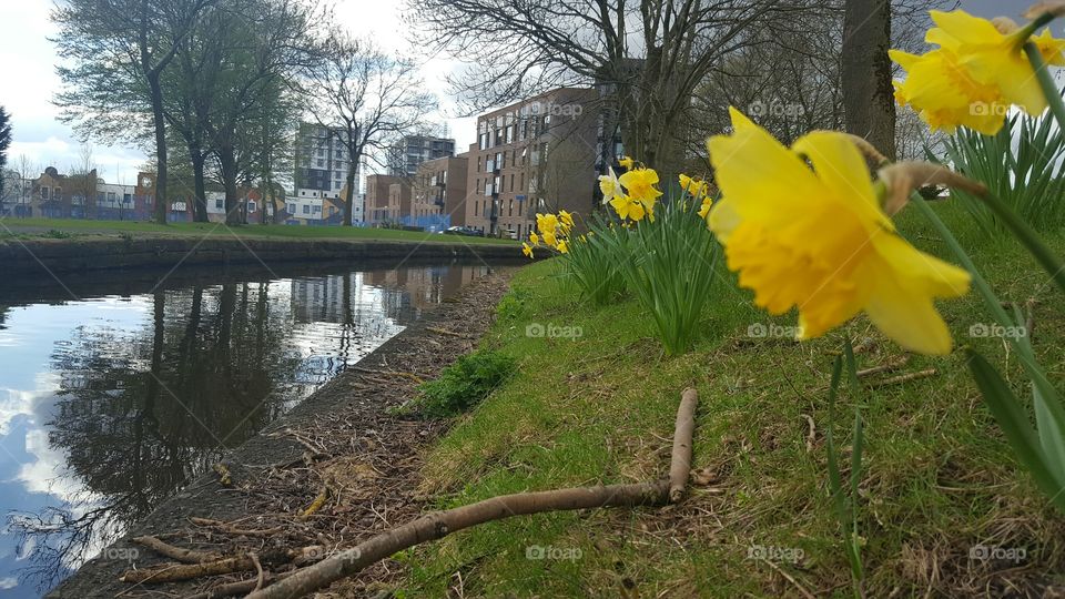 Daffodils in Ancoats, Manchester