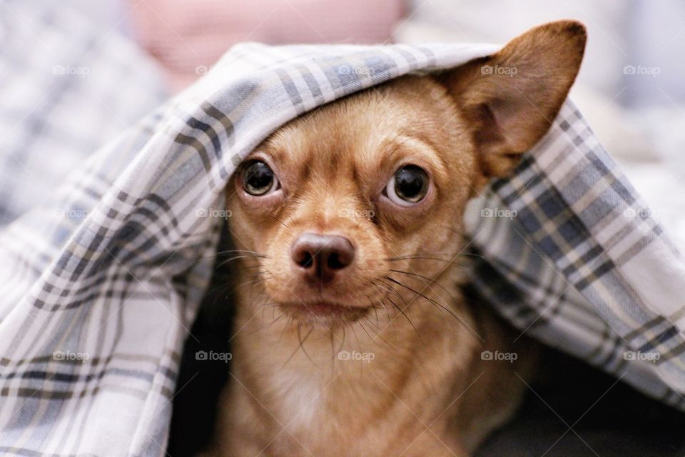 Dog looking from under the covers