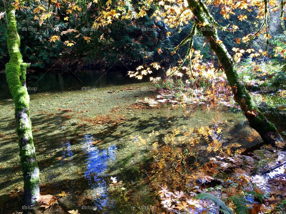 Trees and water in autumn