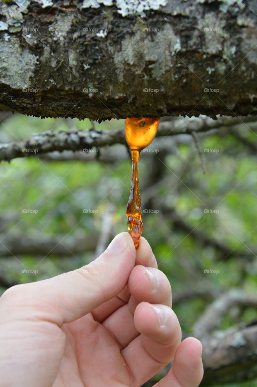 resin of cherry