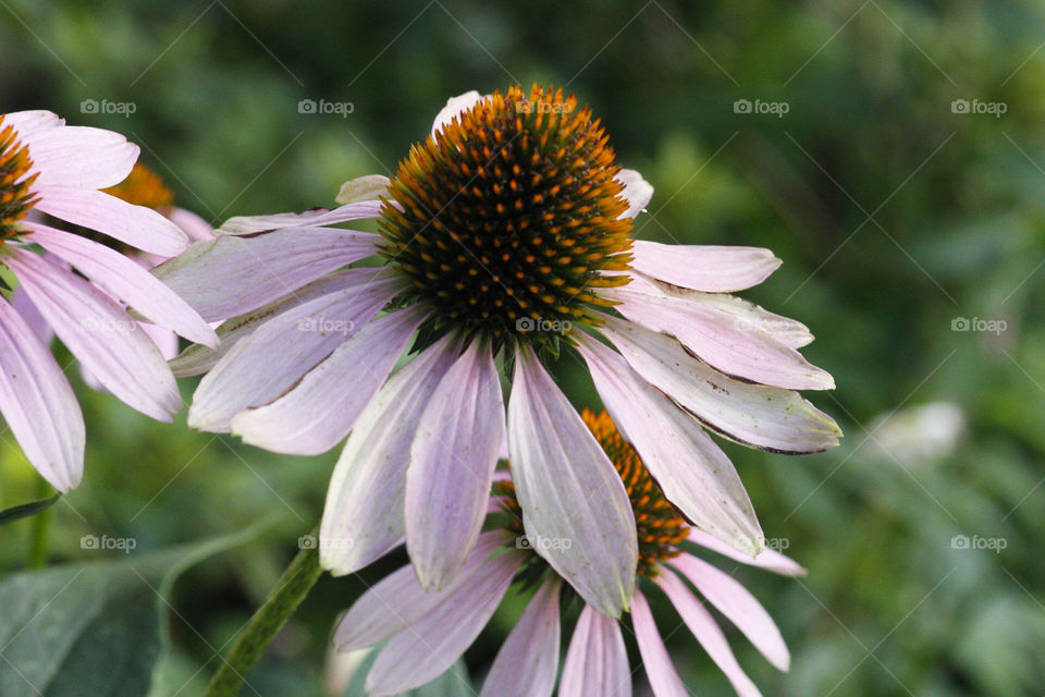 Coneflower