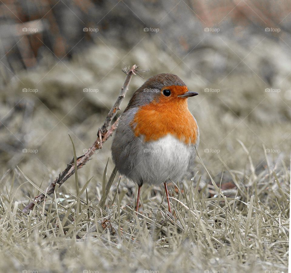 orange chested bird stand in grass
