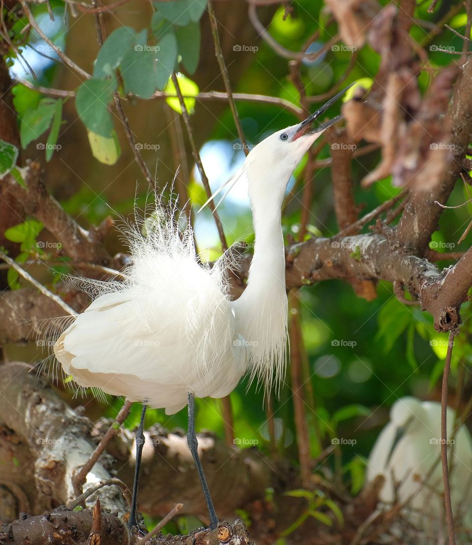 white heron bird