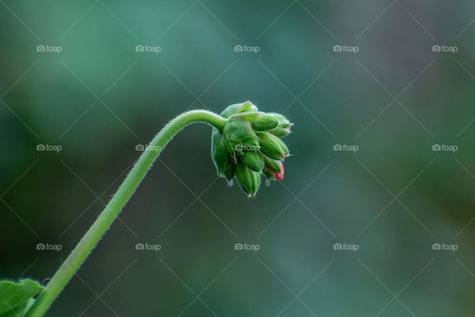 Flower bud