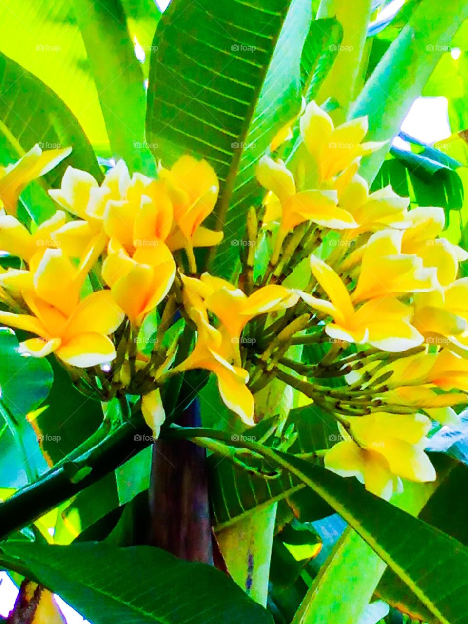 the prettiest yellow Cambodian flower in Indonesia