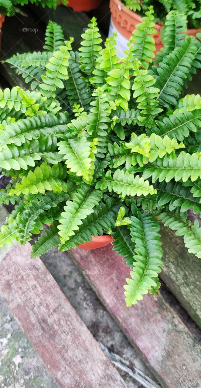 Boston Fern (also known as Sword Fern)