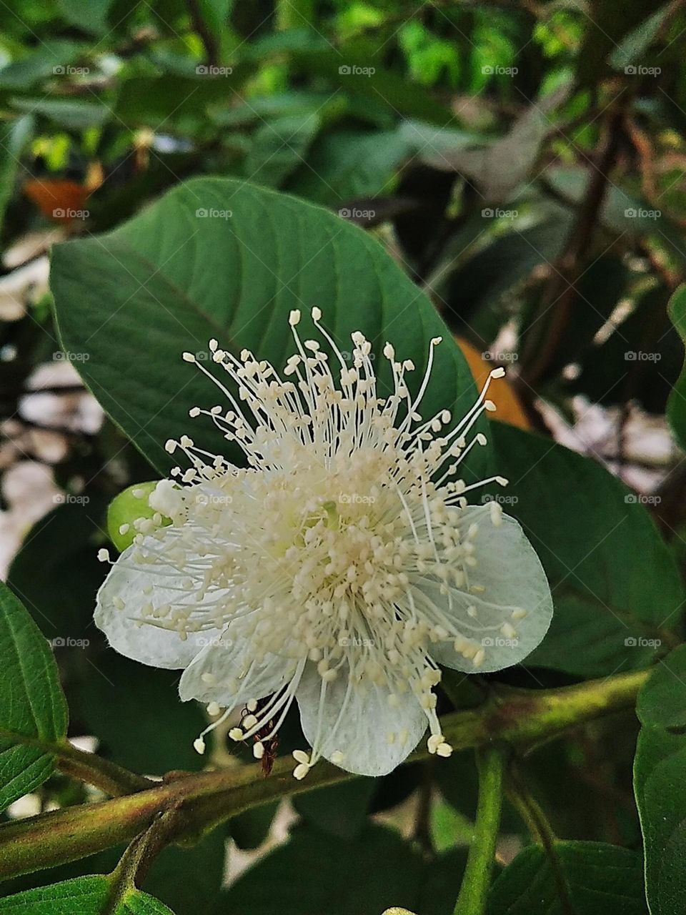 White flower plants