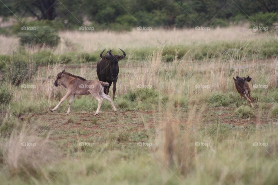 Wildebeest. After rain.