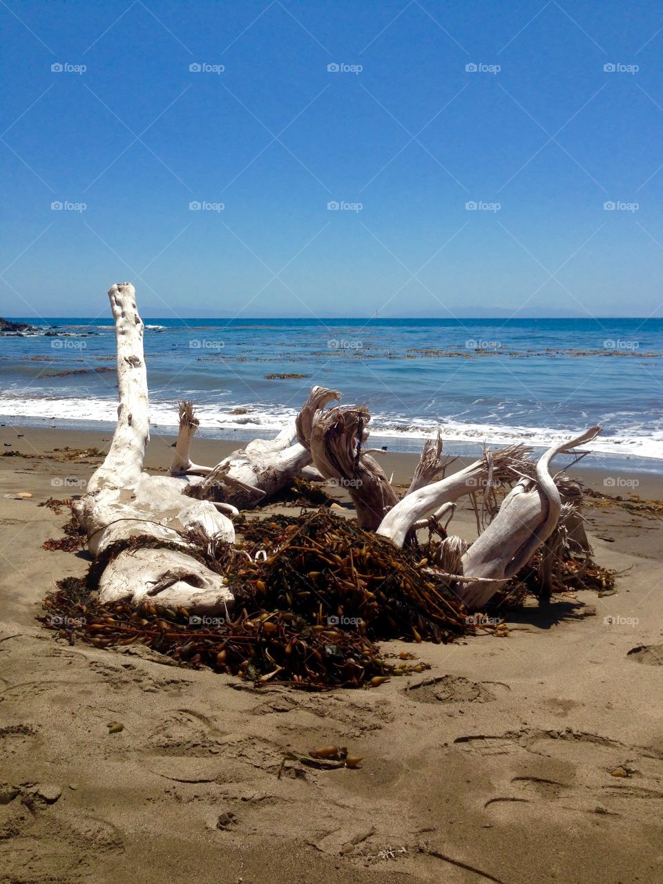 Dead tree. Taken in palos verdes by the beach while hiking
