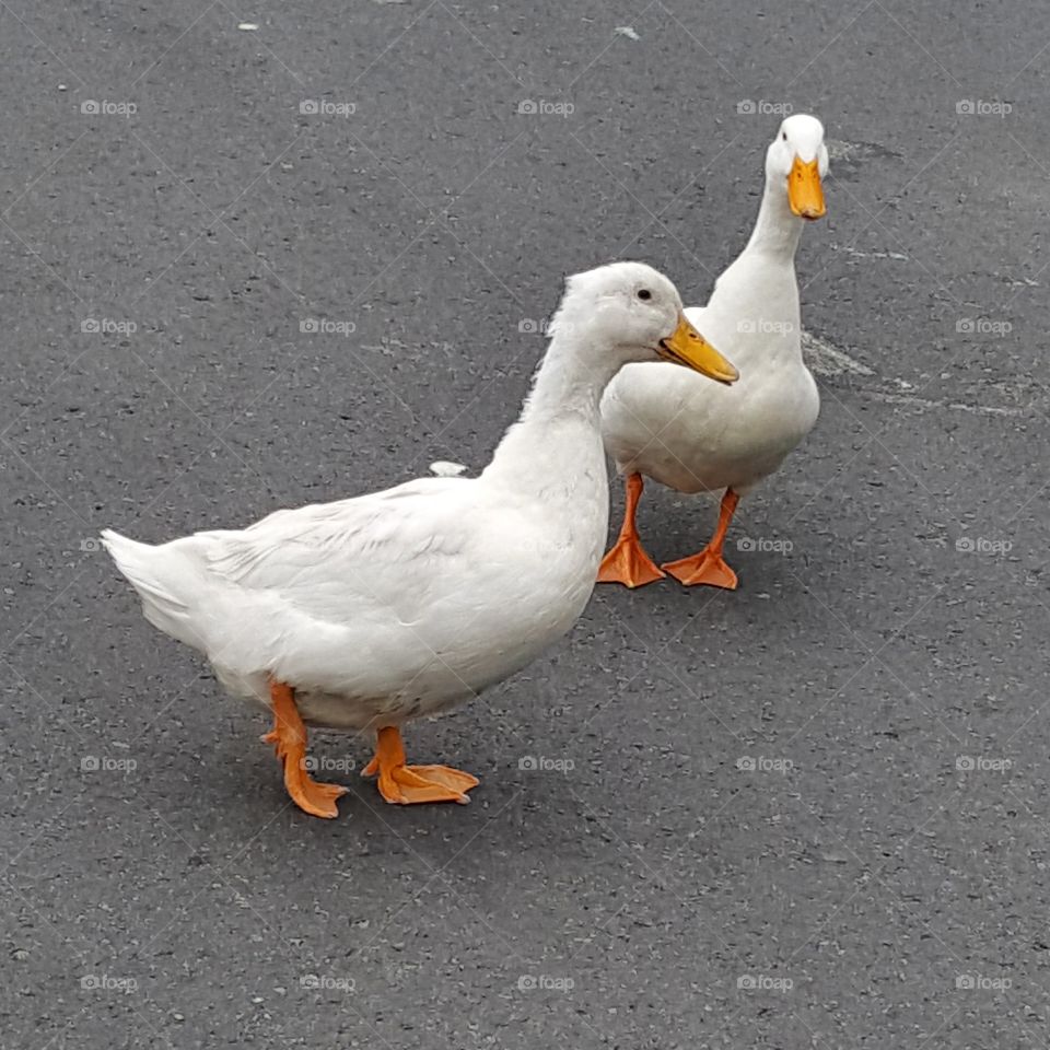 ducks