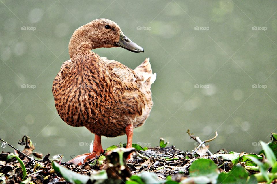 Close-up of duck