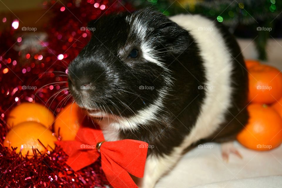 Close-up of guinea pig wearing bow tie