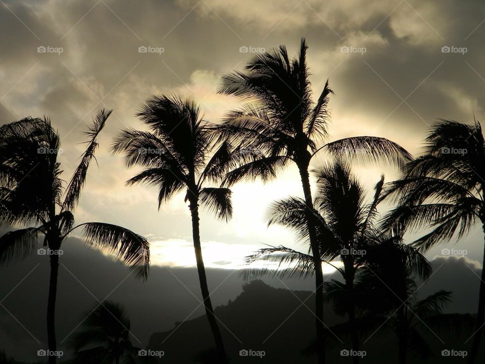 Hawaii,vacation, summer , cloudy, wind, windy palm trees, relaxation 