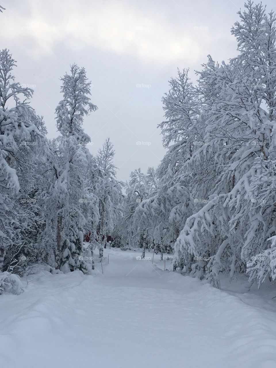 Frost trees in forest during winter
