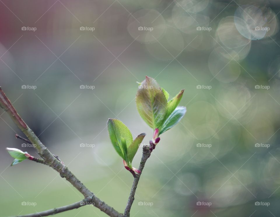 Spring branch with leaves