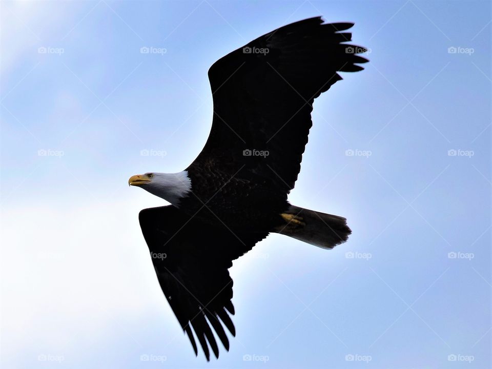A mature bald eagle flies low and almost directly overhead