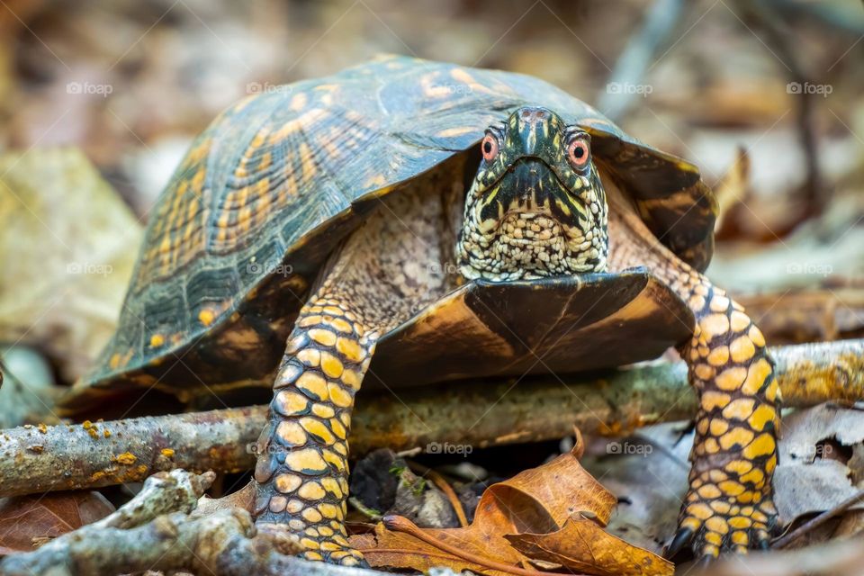 An Eastern Box Turtle slowly works his way over a twig on the forest floor. 