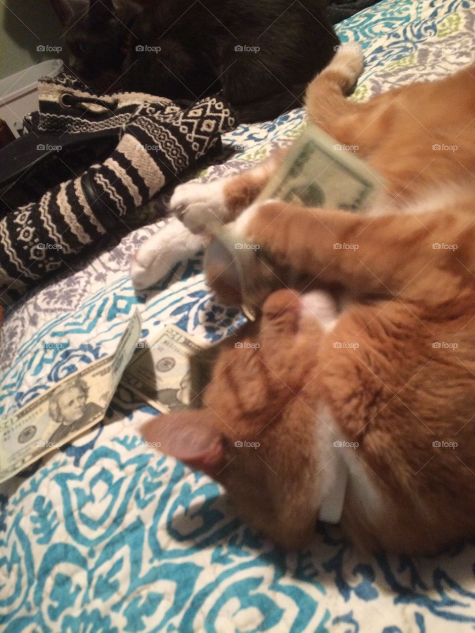 Morris stole the money 