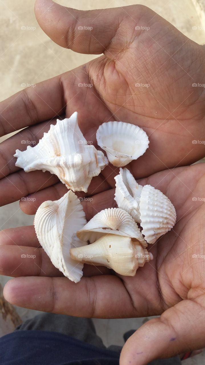 shells at hands