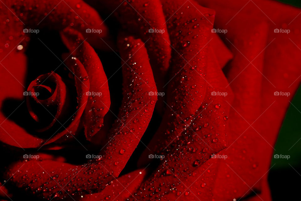 Close-up of red rose