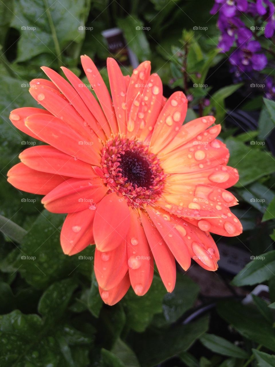 Pink wet flower