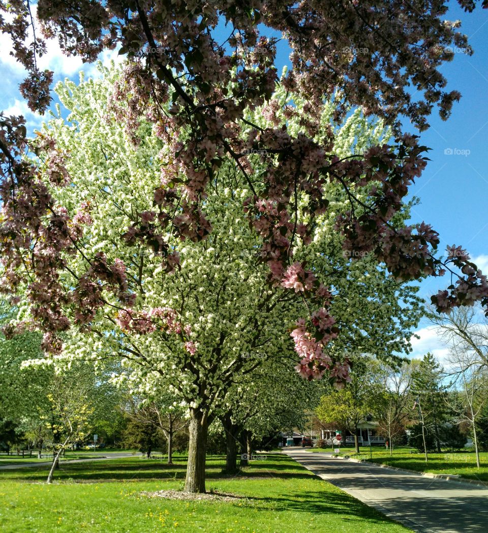 Trees in Bloom, Rochester, MN