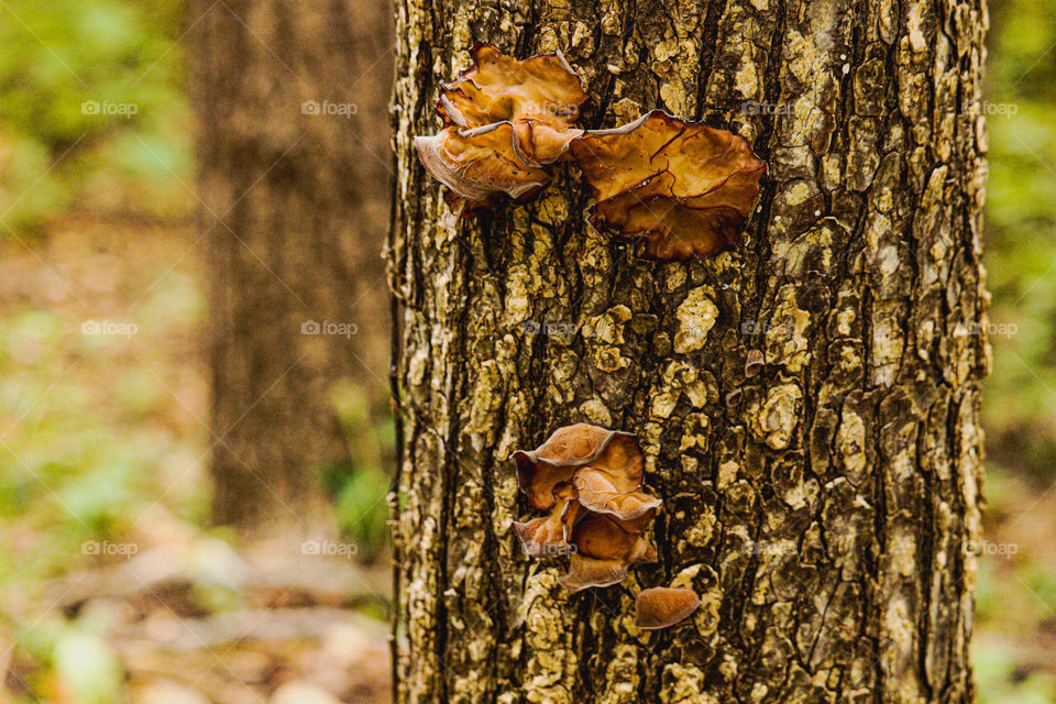 mushroom on tree
