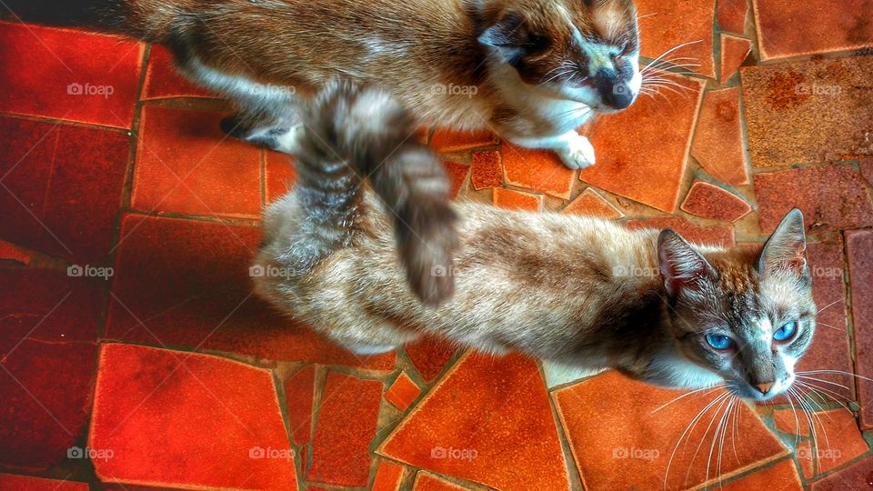 Os amigos gatos no chão simples de retalhos pisos quebrados.