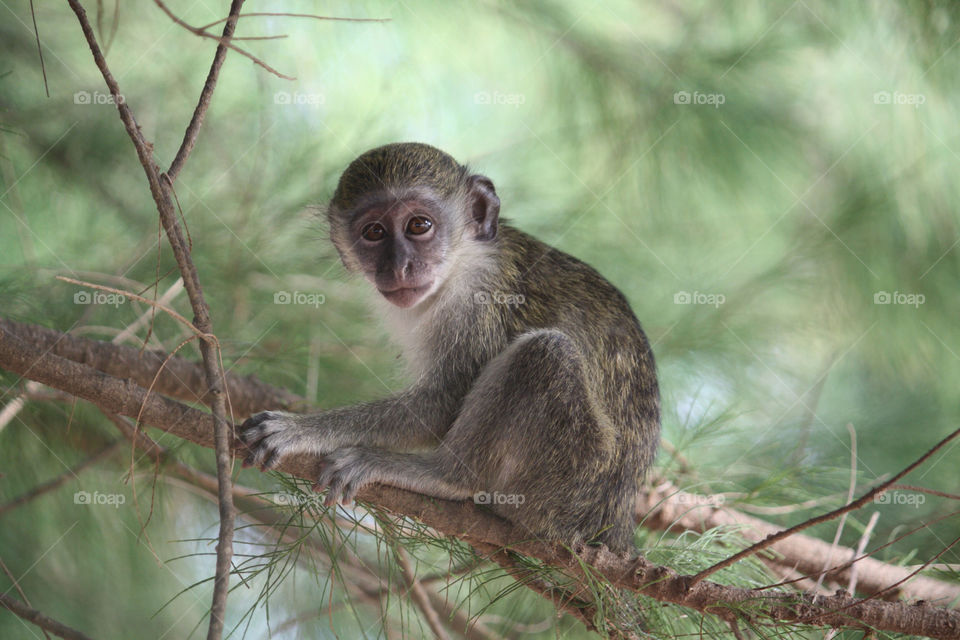 Baby Monkey Gambia