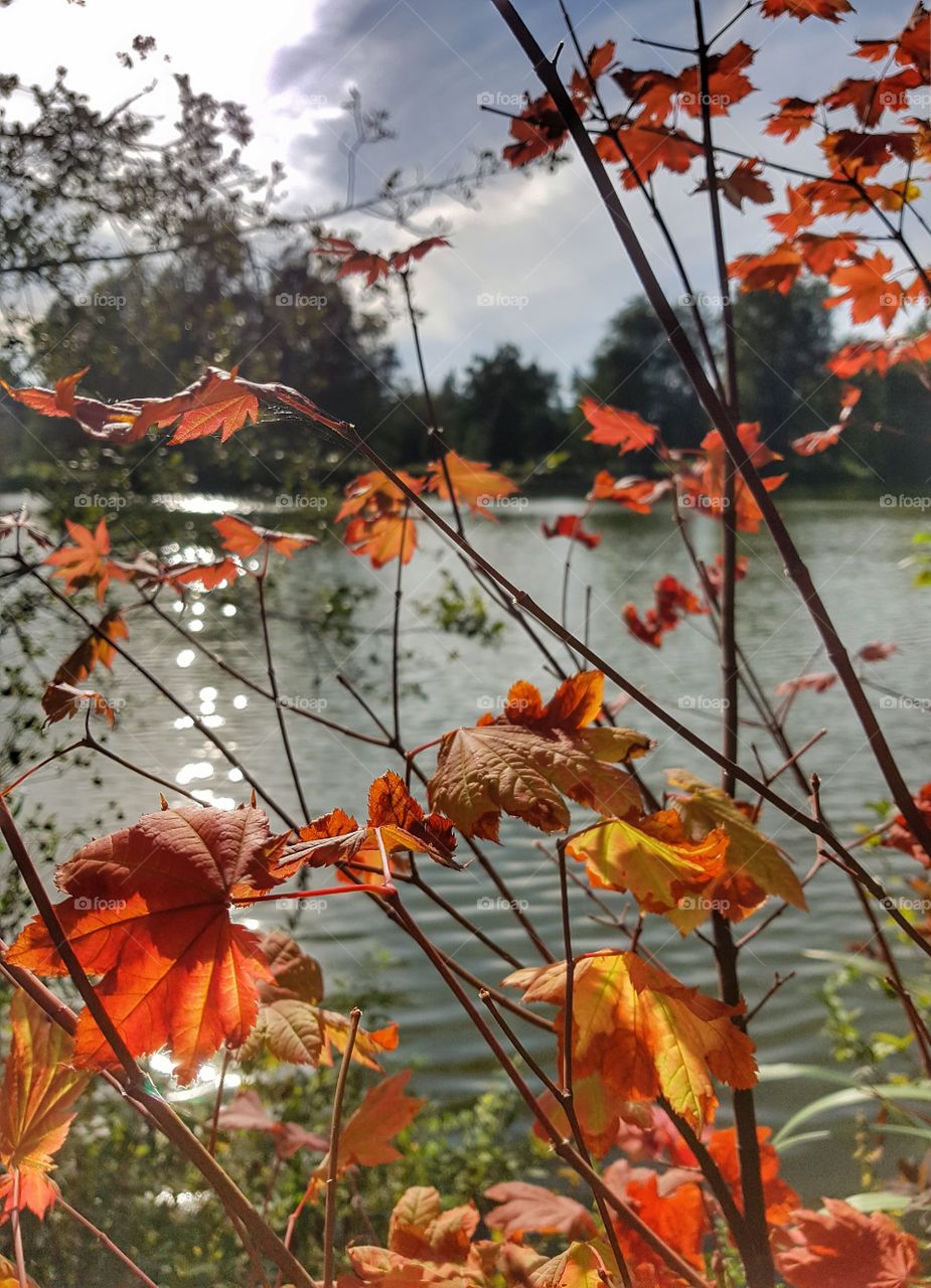 Leaves at the lake.