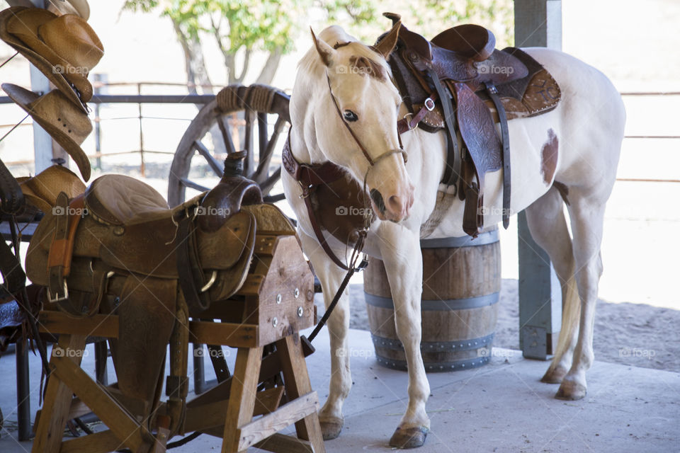 Crystal white pinto mare 