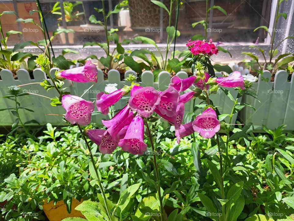 spring comes when the bell is ringing. The mountains are full of beauty with sunlight coming from the top of the head.