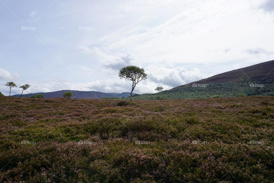 Scottish Landscape 