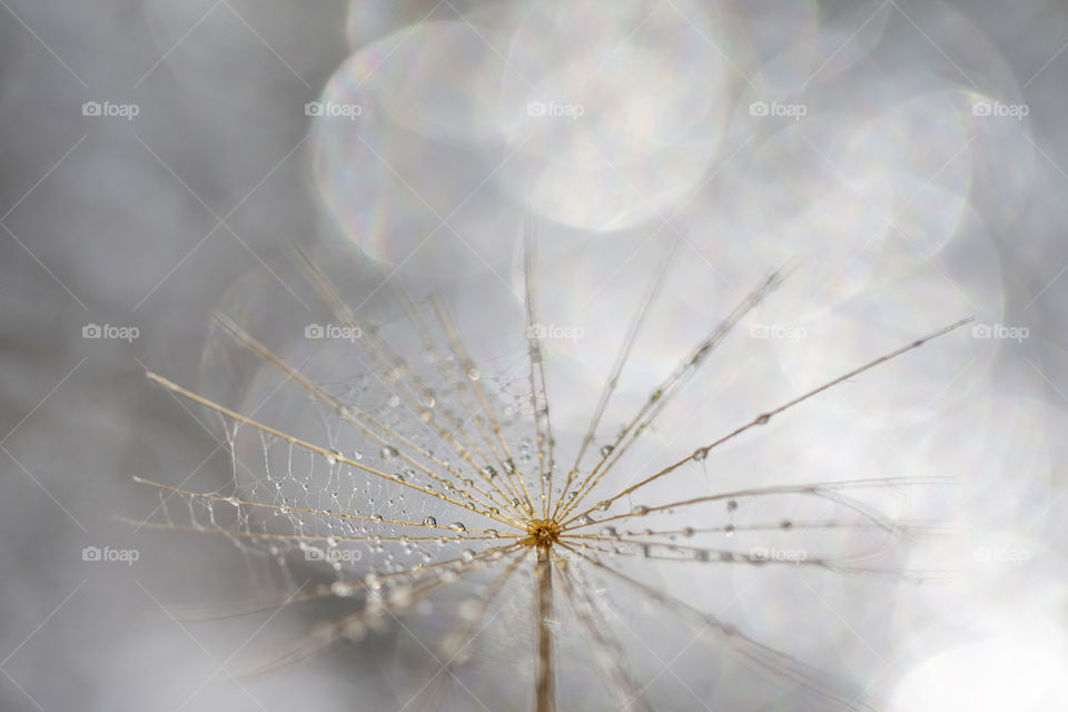 Portrait of the dandelion with water drops, closeup