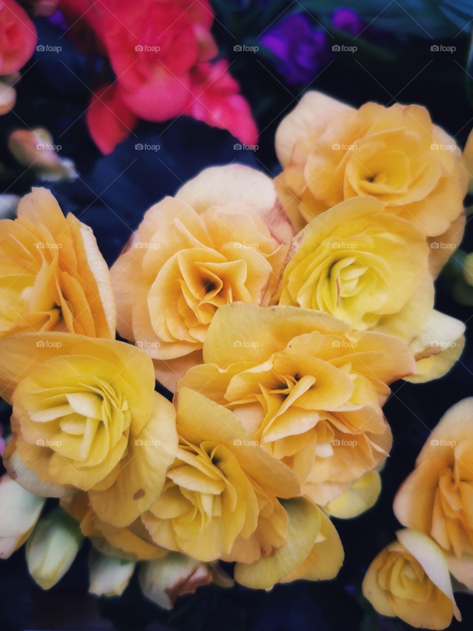 Plant green house Park colors greens