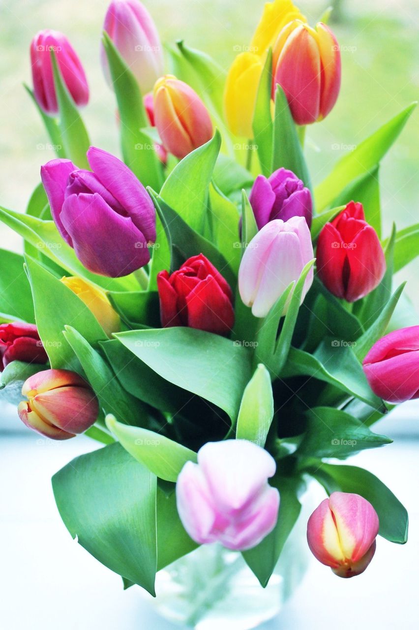 Full frame of tulip flowers