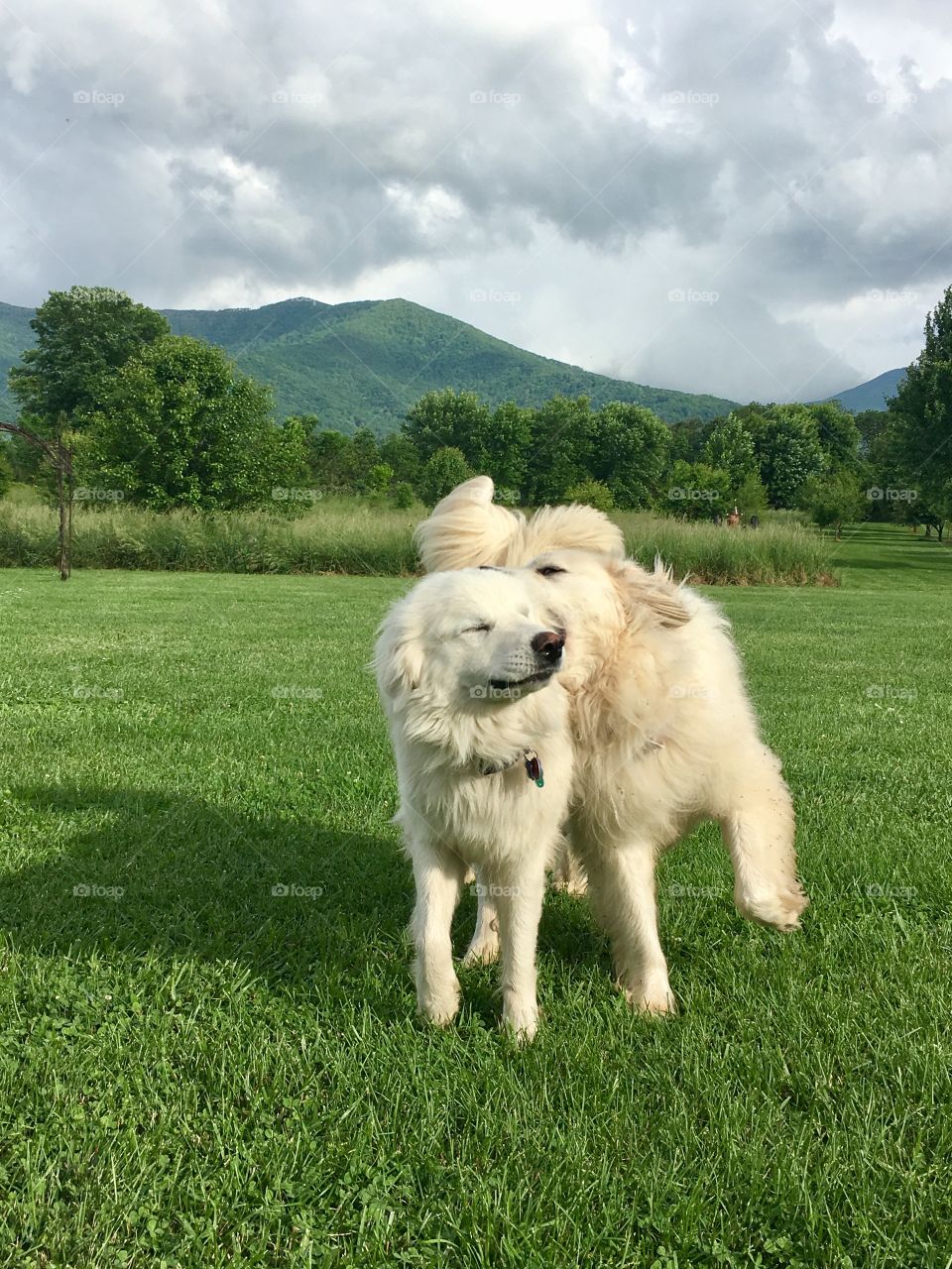 Mountain pups