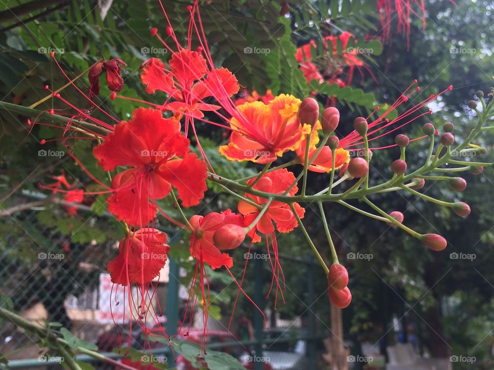 Garden flowers 