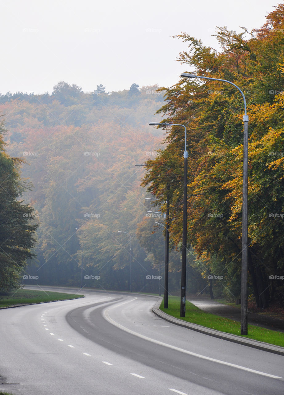 Road, No Person, Tree, Asphalt, Highway