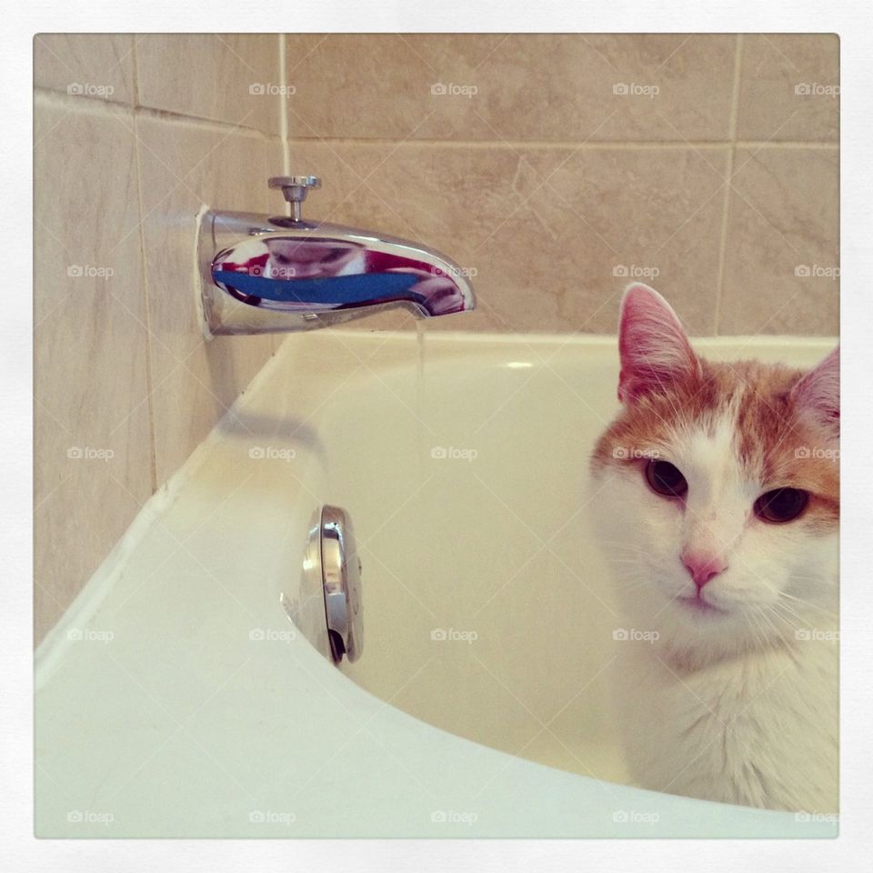 Cat Bath
