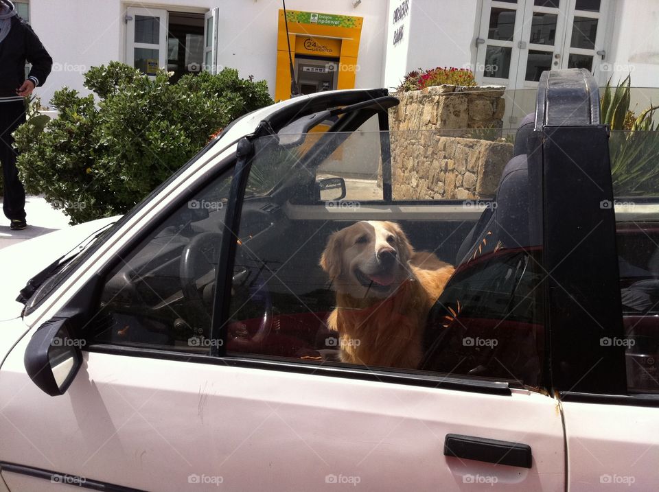 Dog driver 